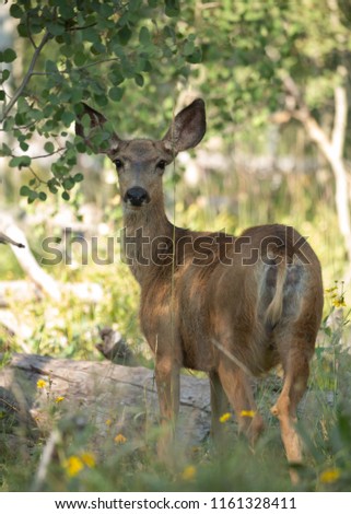 A full body picture of a mule deer doe looks back over it's shoulder while standing in font of a meadow surrounded by aspen trees.