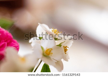 Macro picture of some white flowers
