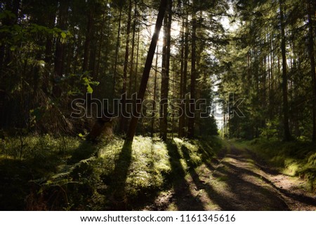 Sun breaking through trees in forest