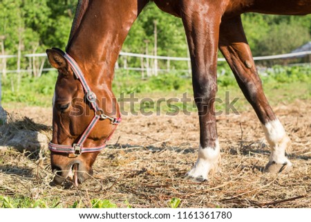 Horse on the farm. Beautiful brown horse is pinching weed. Horse head close up.