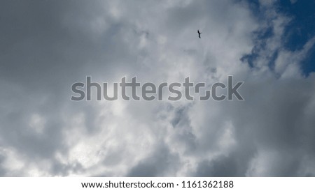 It is a pleasure to watch the free flight of the seagulls Fregata magnificens, with its elegant flight, and their contrast with white clouds, in Itaipu fisherman beach, Niterói, in Rio de Janeiro.