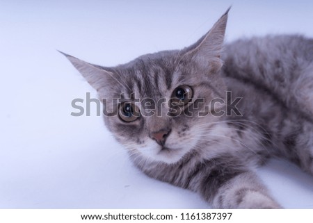 Portrait of a striped cat isolated on white background.  Cat without breed. A simple kitten on a white background
