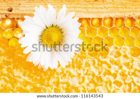 Daisy on a background of honeycombs