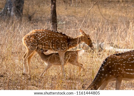 A baby deer drinking milk from her mother inside ranthambore national park during a wildlife safari