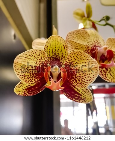 Beautiful yellow orchid with reddish brown spots and stunning massive petals. Flower, Phalaenopsis, indoors.