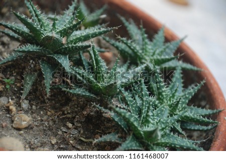 Haworthia limifolia Marloth.Ornamental plant, succulent, single or single. Circles around the trunk. Isosceles triangle The rim is centered. Deep, dark green with a deep embossed across the leaves.