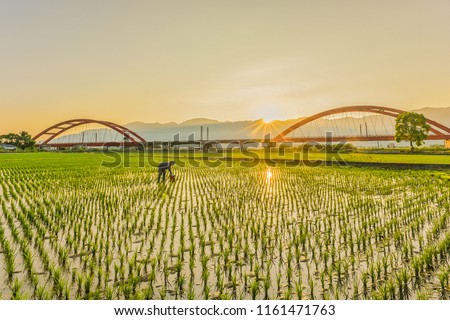 Beautiful Red Iron Bridge (Kecheng Bridge) And Morning Train Across The Rice Plantation At Yuli, Hualien, Taiwan Royalty-Free Stock Photo #1161471763
