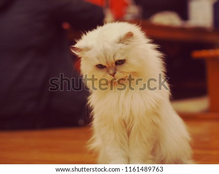 White Persian cat feeling sad