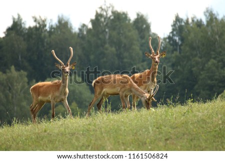 A herd of deer and roe deer in the pasture
