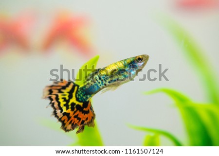 Little fish in fish tank or aquarium, gold fish, guppy and red fish, fancy carp with green plant, underwater life concept.