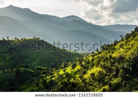 Green Terraces rice field, a beautiful natural beauty on mountain in Nan,Khun Nan  Rice Terraces, Boklua  Nan Province, Thailand