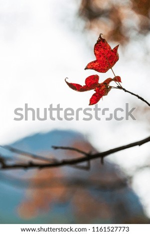 Maple leaf background material
