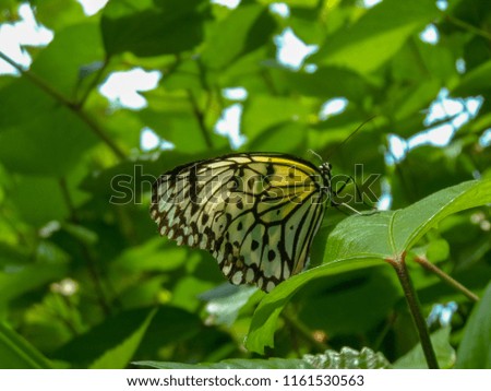 Butterflies in Nature