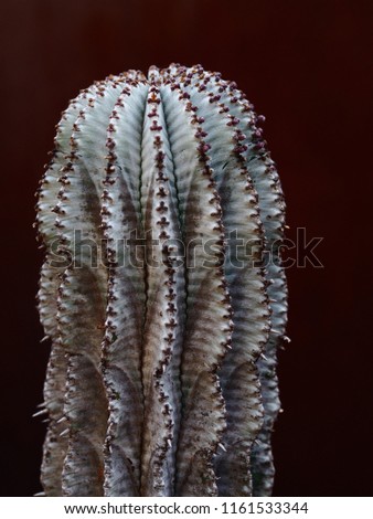 Sturdy Vertical African Milk Barrel Cactus with a Textured Visual Surface & Soft Subtle Tones.         