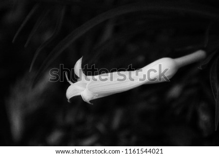 close up outdoor shot of a single blooming flower bud in black and white infrared