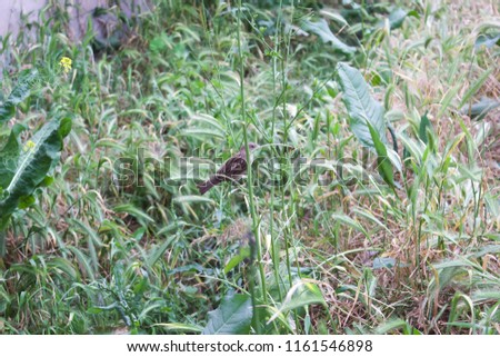 A sparrow in the grass.