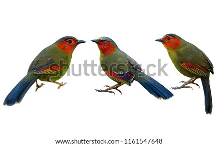 Beautiful set of Scarlet or Red-faced Liocichla (Liocichla ripponi) red cheek and wings with golden feathers showing details from head to tail isolated on white background