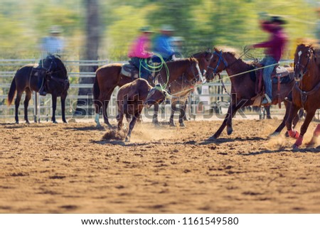 Calf being lassoed in a team calf roping event by cowboys at a country rodeo