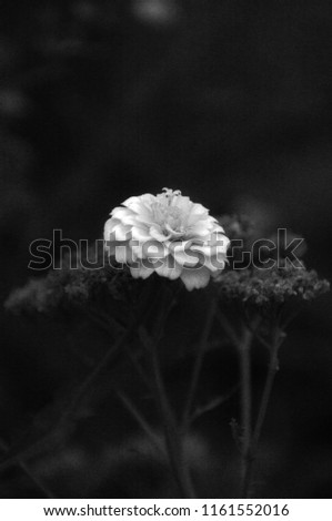 close up outdoor shot of a single Zinnia flower in black and white infrared
