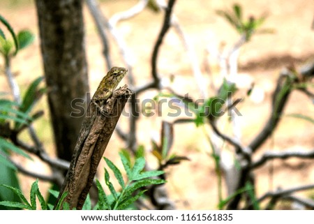Garden Lizard. Oriental Garden Lizards are agamid lizard found widely in Asian countries. 