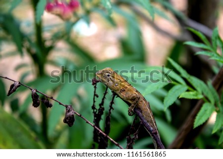Garden Lizard. Oriental Garden Lizards are agamid lizard found widely in Asian countries. 