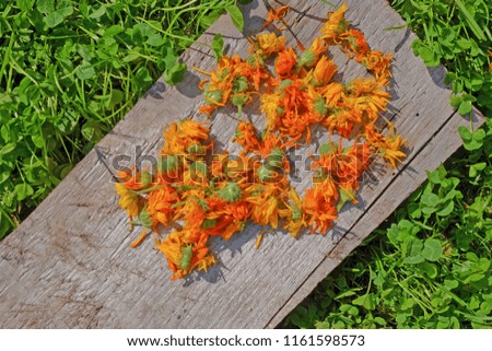Process of drying the marigold petals on a wooden board on a sunny day. Clover and grass on the background