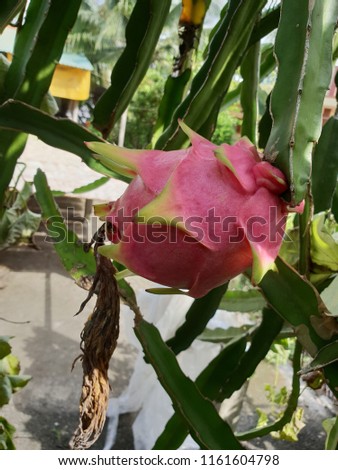 Dragon fruit on the plant