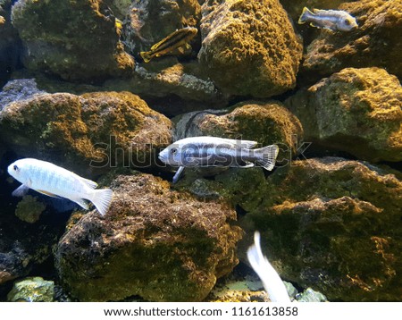 Closeup view of small striped blue and yellow colored fish among the rest aquarium fish with stone wall in the background