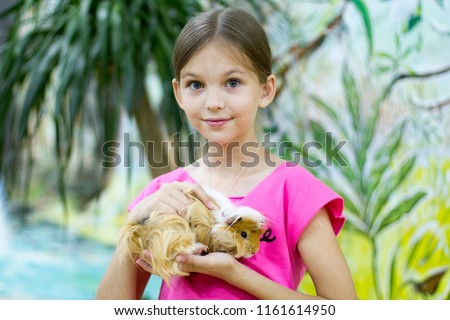 Cavia porcellus in the hands of a little girl.
