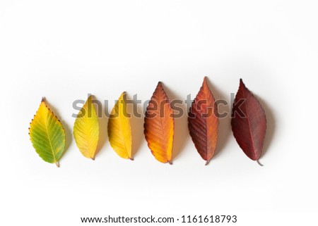 Different colored fall leaves. Set of сolorful leaves isolated on white background. Autumn beautiful green, yellow, red and orange leaves, design element. Fall foliage. 
