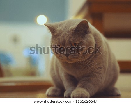 Grey british shorthair cat looking