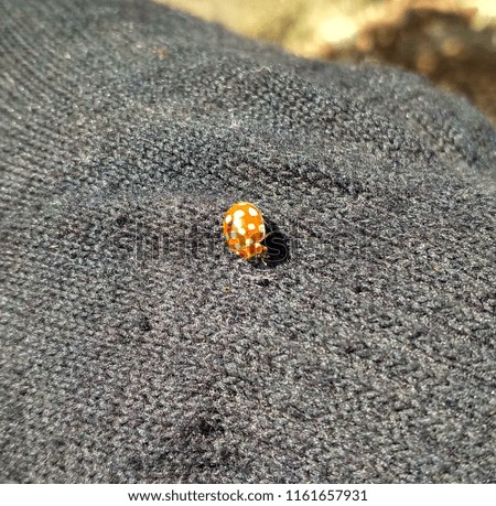 ladybug early spring on the sleeve of the sweater