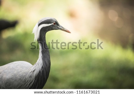 Black and white heron with red eyes. Detail. 