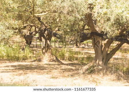 olive trees forest in spring time Greece