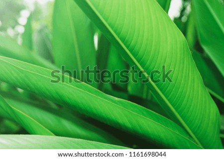 Tropical Green leaves foliage plant  for texture background. The leaf of the plant grow on the river in the rainforest.  nature of the leave surface is under the shade.