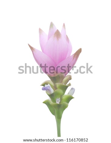 Siam tulip flower isolated on white background.