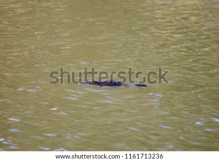 Australian platypus swimming in a wild