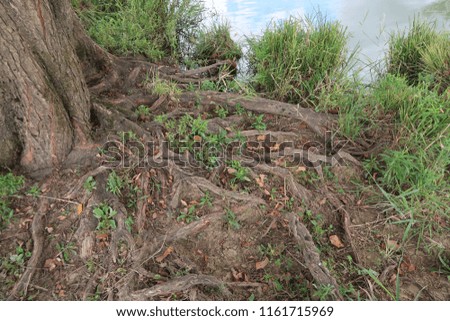 Photography that is showing some tree roots