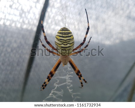 spiderman in Korea