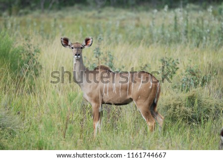 Kudu female stripes