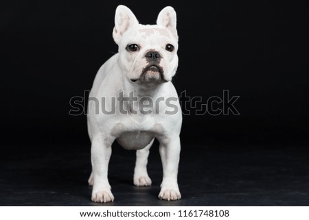 French Bulldog cute