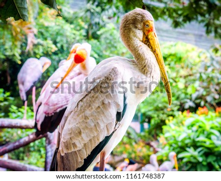 Picture of the Pelican in one of the beautiful gardens of Malaysia