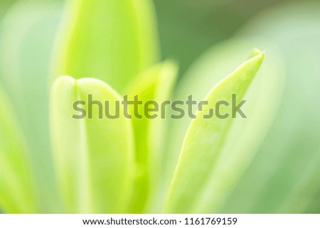 The beauty of nature leaves green blur. In the spring Under the morning light. Use as background and wallpapers.