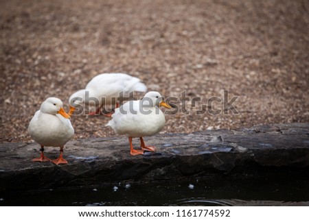 Three white duck (Anas platyrhynchos domesticus) standing near pond