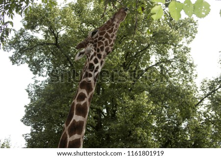 Giraffe pulls after a fruit on a tree