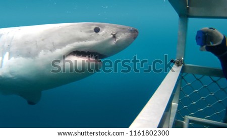 Shark cage Diving