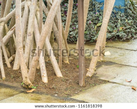 Aerial prop roots of Pandanus in summer garden horizontal background