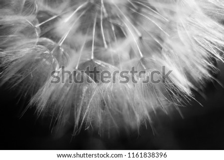 dandelion flower close-up, dandelion seeds, umbrellas, black-and-white