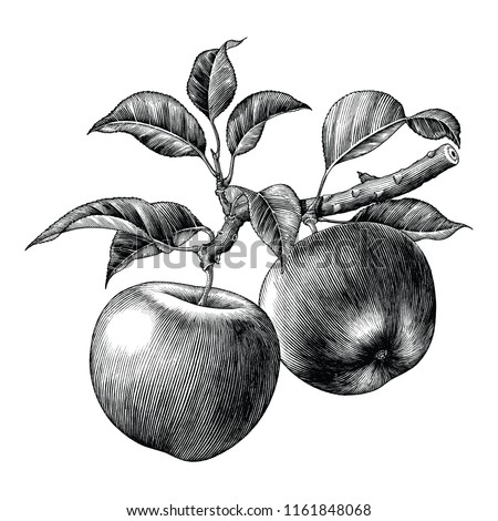 Apple branch hand draw vintage clip art isolated on white background Royalty-Free Stock Photo #1161848068