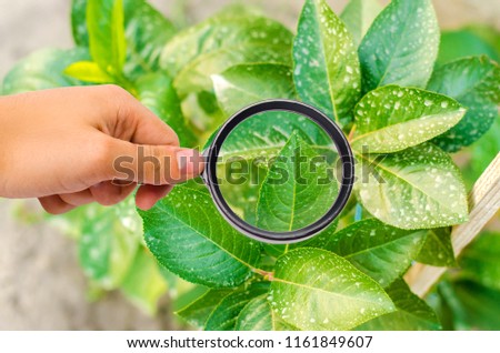 research of plants / bushes on pesticides and chemicals. treating plants from harmful insects, liquid feeding, Use hand sprayer with pesticides in the garden. pomology. magnifying glass Royalty-Free Stock Photo #1161849607
